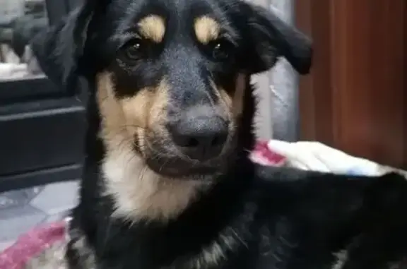 Найдена собака, Астрахань, фото: Собака найдена: ул. Набережная Приволжского, 47