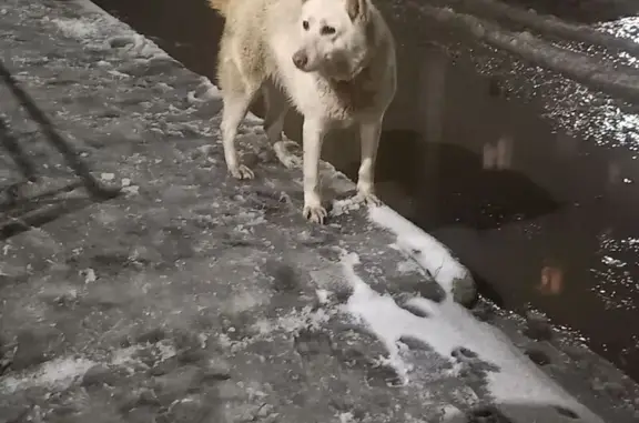 Найдена собака, Кострома, фото: Найдена собака на Южной улице, 11, Кострома