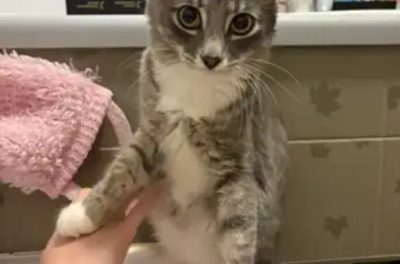 Кошки потеряшки, Санкт-Петербург, фото: Потеряшка кошка, Суворовский пр., 47Б, СПб