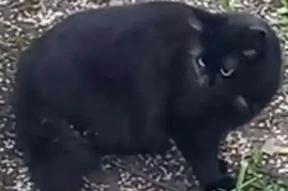 Пропала кошка, Владимирская 1, Петрозаводск