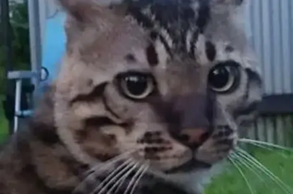 Пропала кошка, МО, 1 год 9 мес.