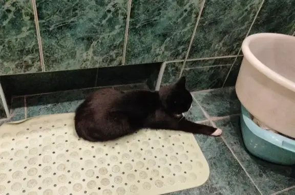 Найдена кошка, Москва, фото: Кошка найдена у поликлиники, ул. Байкальская