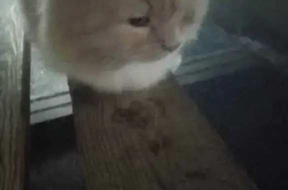 Кошка найдена на остановке Современник, Курган - photo