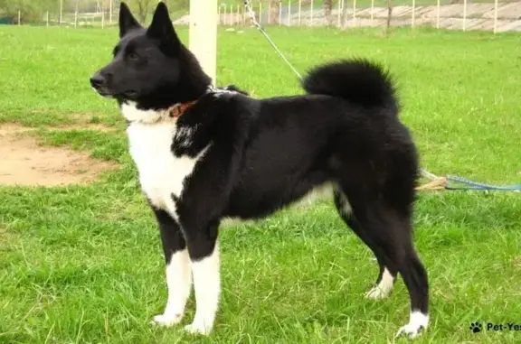 Пропала лайка в Камских Полянах