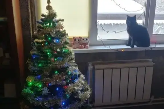 Кошки потеряшки, Красногорск, фото: Потеряшка кот, Московская ул., Красногорск