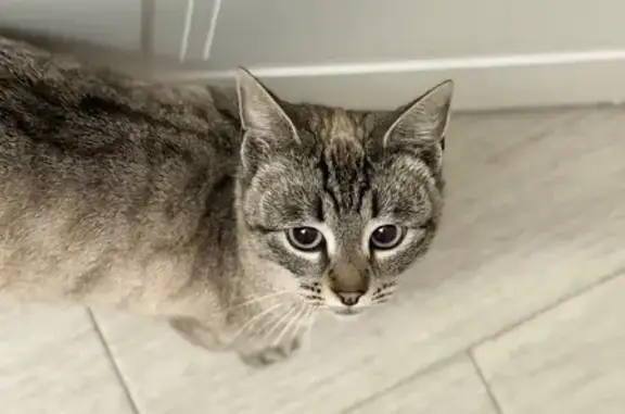 Найдена кошка, Елец, фото: Кошка найдена: ул. Коммунаров, 41, Елец