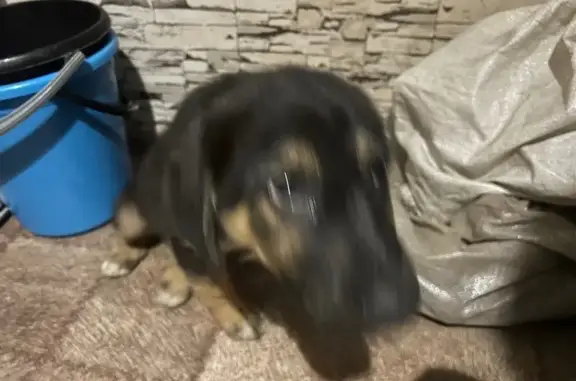 Найдена собака, Орловская область, фото: Щенок найден в Овсянниково, Орловская обл.