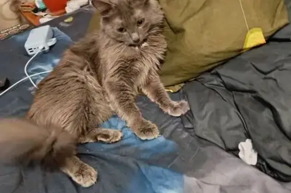 Кошки потеряшки, Саратов, фото: Потеряшка кошка, Деловая ул. 17, Саратов