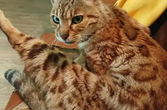 Кошка найдена на Сенявина 51, Волгоград