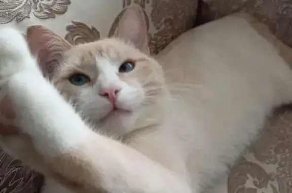 Кошки потеряшки, Кочкуровское, фото: Потеряшка кошка, Р89К-11, Кочкурово