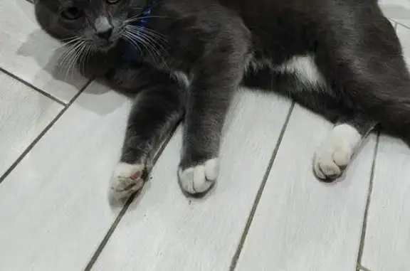 Найденные животные Геленджик, фото: Кошка найдена: Крымская ул., 22 к8, Геленджик