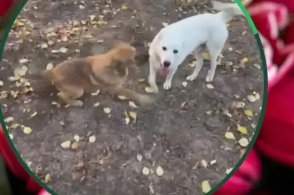 Собаки потеряшки, Волгоград, фото: Потеряшка собака в Волгограде! Позвоните!