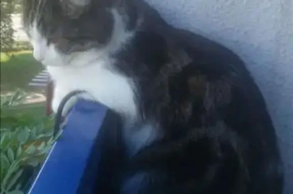 Объявления о пропавших и найденных животных, Владикавказ, фото: Пропала кошка, пр. Коста 283В, Владикавказ