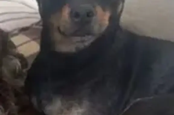 Пропала собака в пос. Сосновка, Зеленоградск