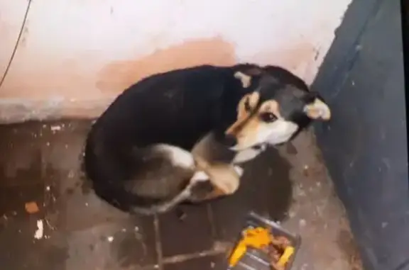 Найдена собака, Воронеж, фото: Собака у подъезда, Северцова 48, Воронеж