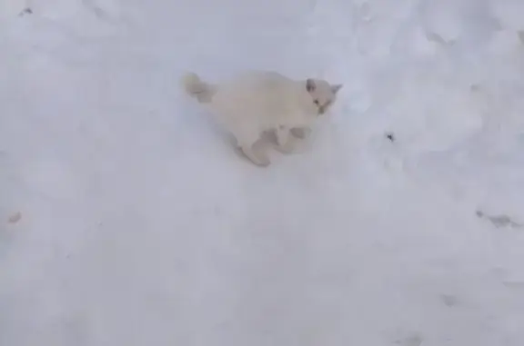 Найдена кошка, Среднесибирский, фото: Кошка найдена: Юбилейная 33, Среднесибирский