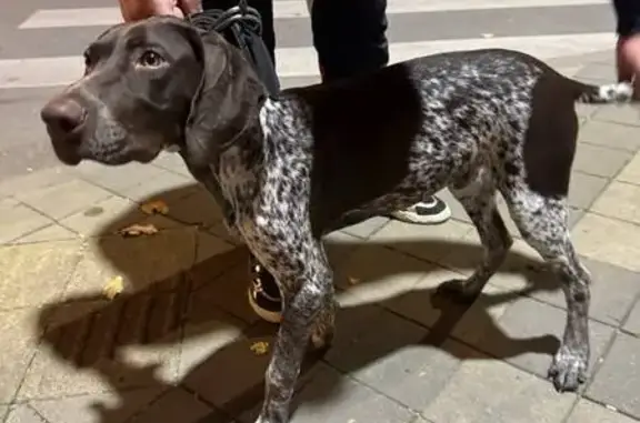 Собака найдена на Передовой, Краснодар