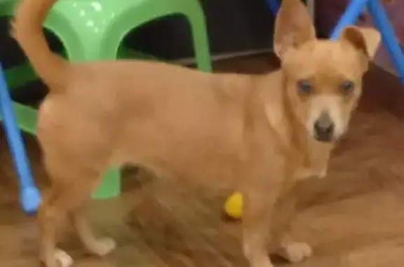 Найдена собака, Вырица, фото: Найдена собака, Хвалынская ул., Вырица