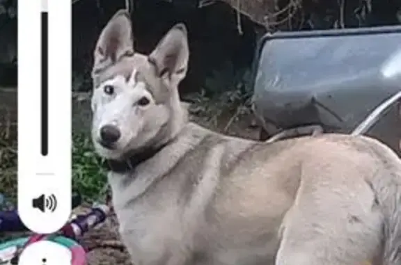 Пропала собака, ул. Заслонова, 12, Калининград