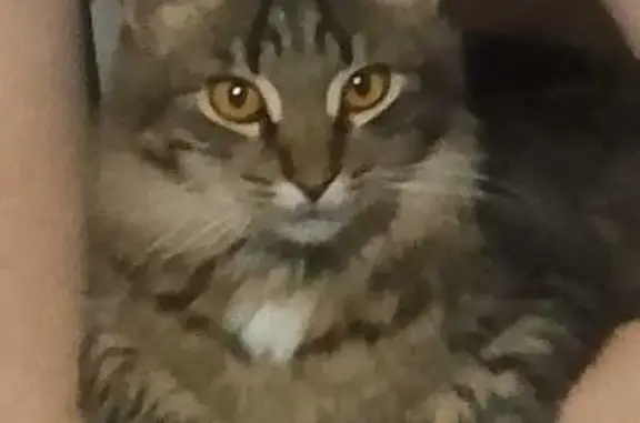 Пропала кошка, ул. Шоядур, 51