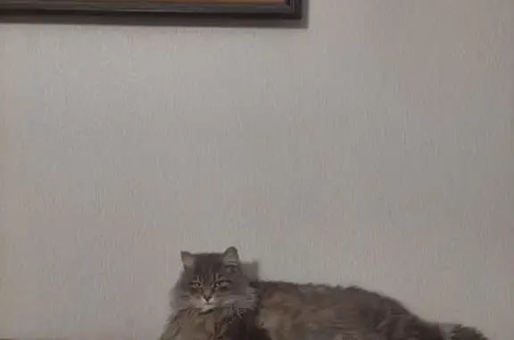 Пропала кошка, пос. 