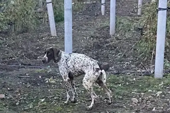 Найдена собака, , фото: Собака найдена: Х.Александровский, 03К-060