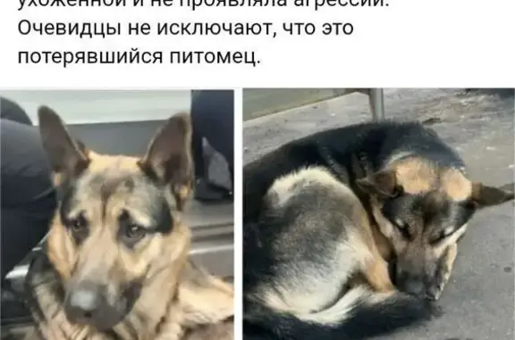 Найдена собака, , фото: Собака найдена: Яковлевская 7 к42, Троицк