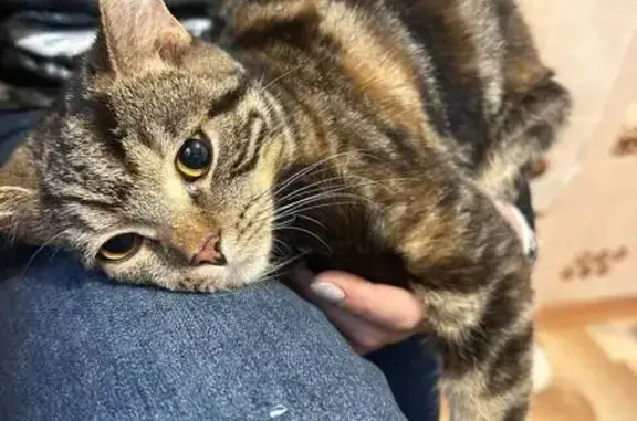 Найденные животные Петрозаводск, фото: Кошка найдена: Машезерская ул, 31А