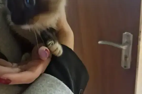 Найденные животные , фото: Найдена кошка у пр. Монтажников, 5, Тамбов