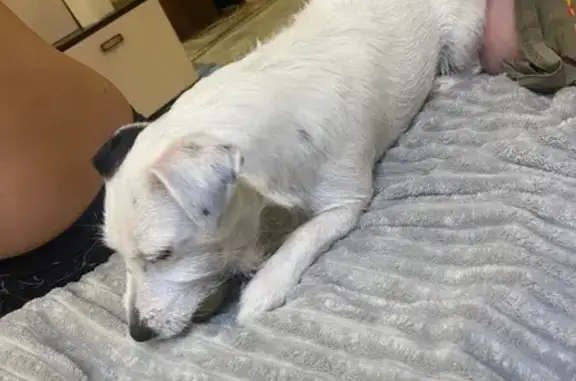 Пропала собака, Лесная ул., 13, Клин