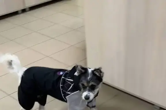 Собаки потеряшки, Рязань, фото: Потеряшка собака на ул. Семашко, Рязань