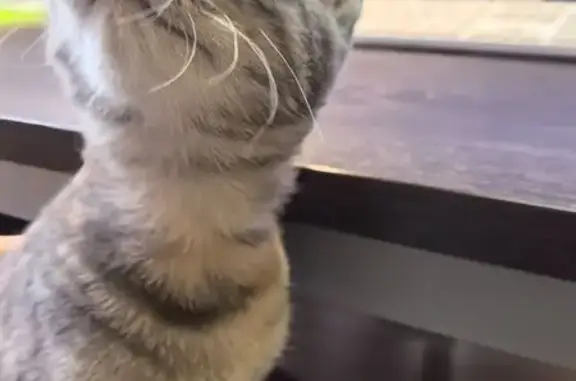 Найдена кошка, , фото: Найдена кошка, ул. Ивана Бунина, 3