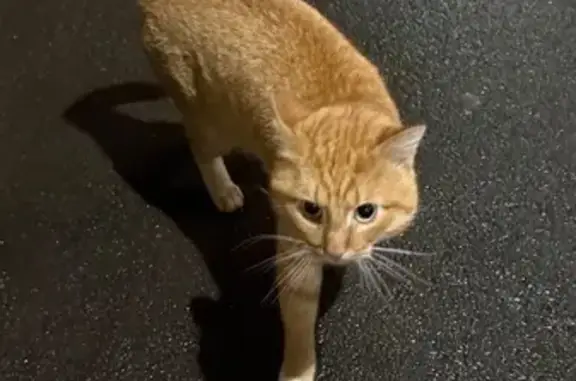 Найдена кошка, Ярославль, фото: Кошка найдена: ул. Р. Люксембург, 22А, Ярославль