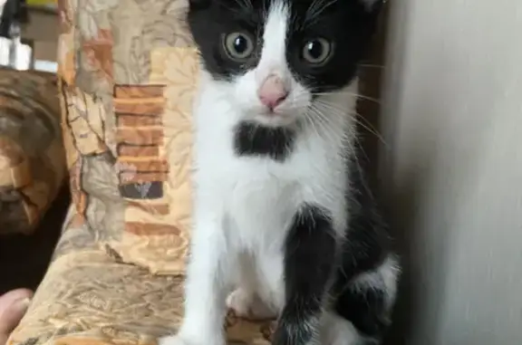 Кошки потеряшки, Москва, фото: Потеряшка кошка, Авангардная ул. 22/32 к2