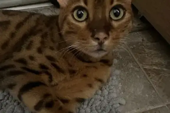 Найдена кошка, Севастополь, фото: Кошка найдена: пр. Нахимова, Севастополь