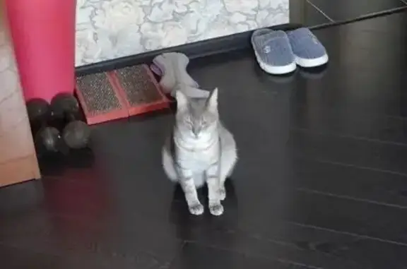 Пропала кошка, Темрюк, Краснодарский край