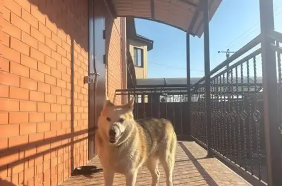 Собаки потеряшки, Ростовская область, фото: Потеряшка собака в Янтарном, Ростовская обл.