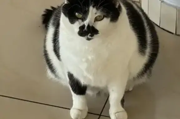 Кошки потеряшки, Калининград, фото: Потеряшка кошка, Комсомольская 75, Калининград