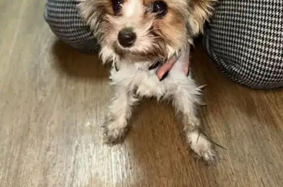 Найдена собака, Волгоград, фото: Найдена собака, ул. Войкова, 2Ж, Волгоград