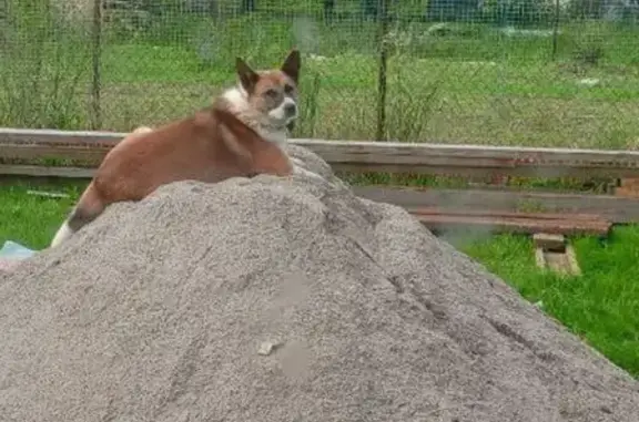 Пропала собака, Лазурная 495, Гурьевск