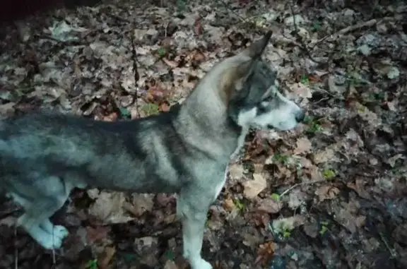 Найдена собака, Калужская область, фото: Собака у Сероводородных озёр, Калуга