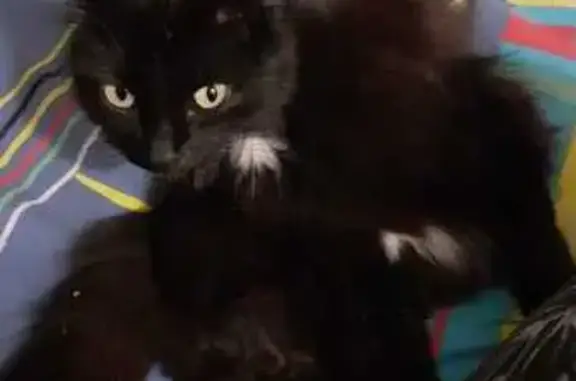 Пропала кошка в Тольятти, Нежный проезд