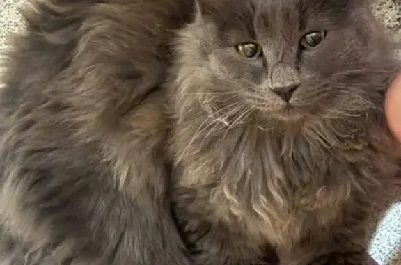 Найдена кошка, Саратов, фото: Найден кот, Безымянная ул., Саратов