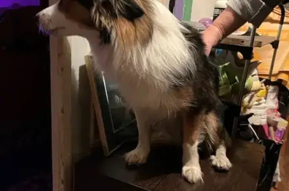 Найдена собака, Волгоград, фото: Собака найдена на Менжинского, 10, Волгоград