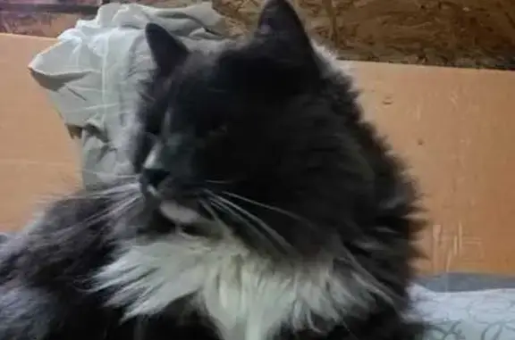 Кошки потеряшки, , фото: Потеряшка кошка, Ижевск, Удмуртия