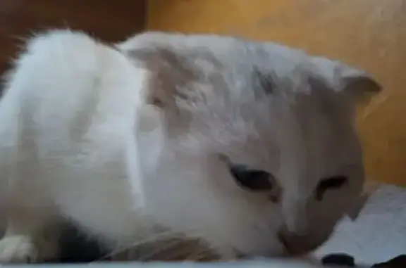 Найдена кошка, Лабинск, фото: Кошка найдена: ул. Победы 350А, Лабинск