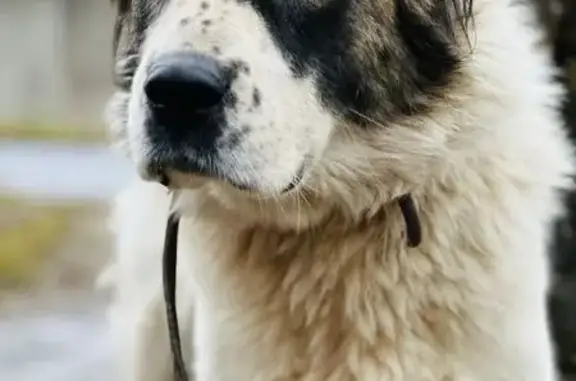 Собаки потеряшки, , фото: Потеряшка собака, ул. Тургенева, 50, Тверь