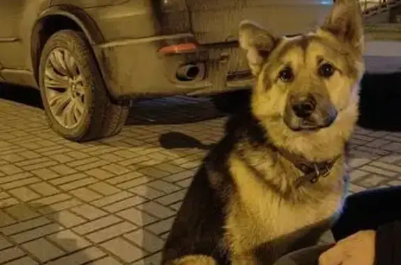 Найдена собака, Калуга, фото: Собака найдена: Тарутинская 231 к8, Калуга