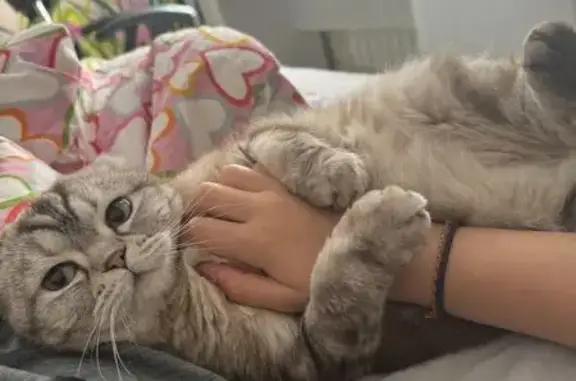 Кошки потеряшки, Уфа, фото: Потеряшка кошка, Диксон, Красноярский край