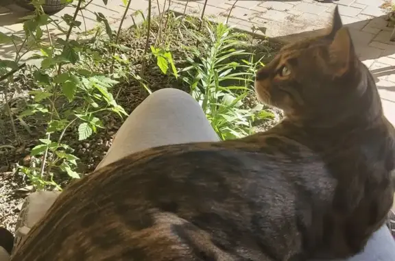 Кошки потеряшки, Ростов-на-Дону, фото: Потеряшка кошка, Кочевая 9А, Ростов-на-Дону